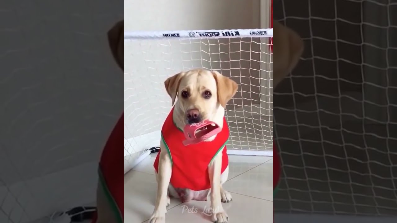 Funniest Cats and Dogs @try not to laugh