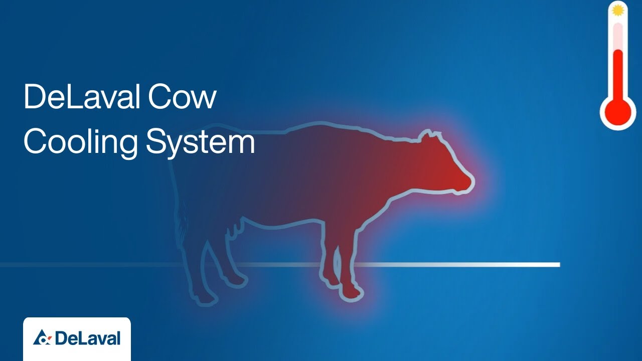 Optimize Cow Comfort with DeLaval Cow Cooling System | Dairy Farming Solutions muu