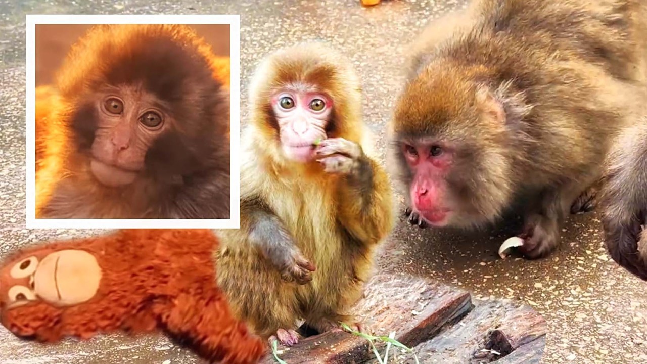Is this poor Punch!? — Это ПАНЧ? Это наша САКУРА! 💥 Эта семья макак ДОБРЕЕ! 🐒 Забавные макаки.