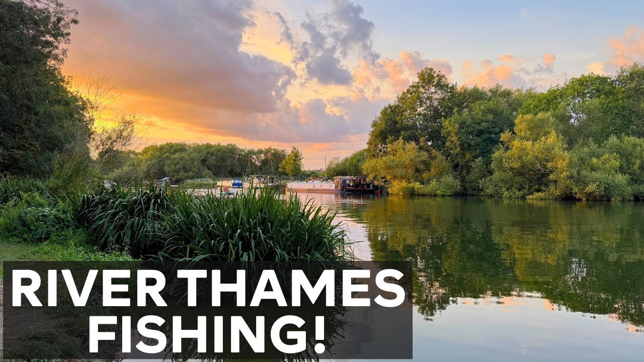 Hunting BIG PERCH on the River Thames!