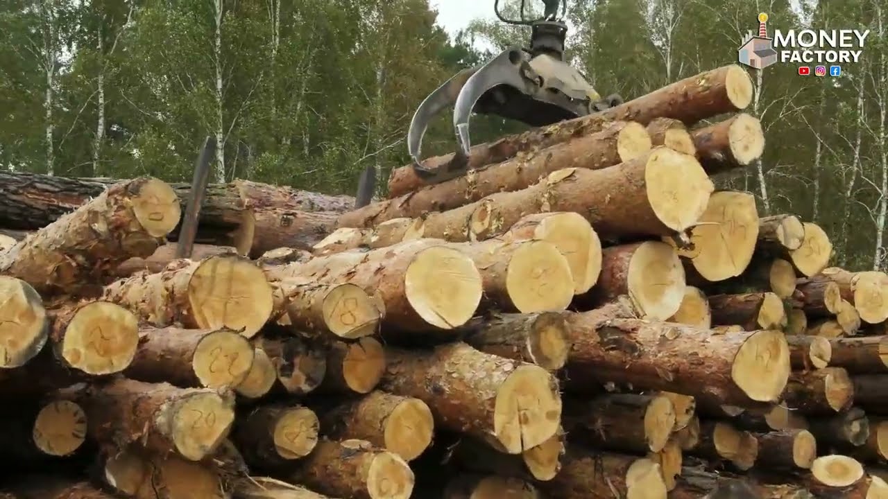 అర ఎకరంలో మంచి సంపాదన | Teak Wood Farming In Telugu | Money Factory Telugu | #teakwood