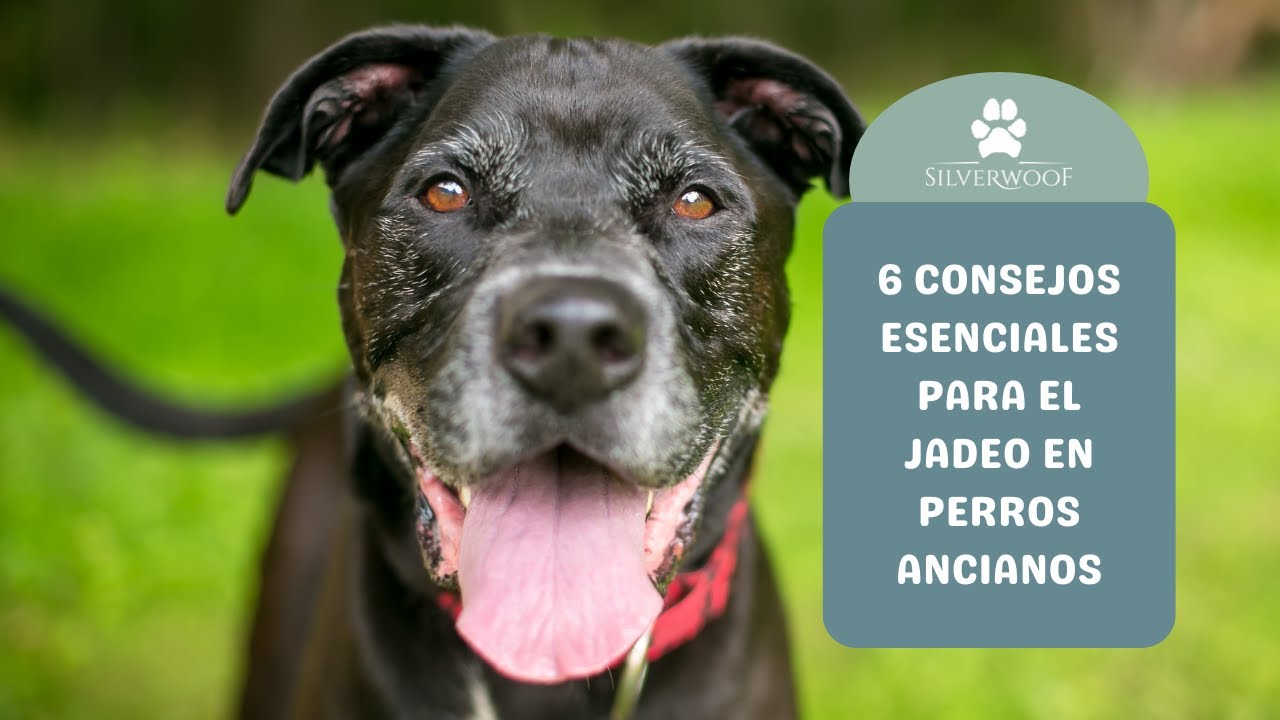 6 Consejos Esenciales para el Jadeo en Perros Ancianos | Silverwoof
