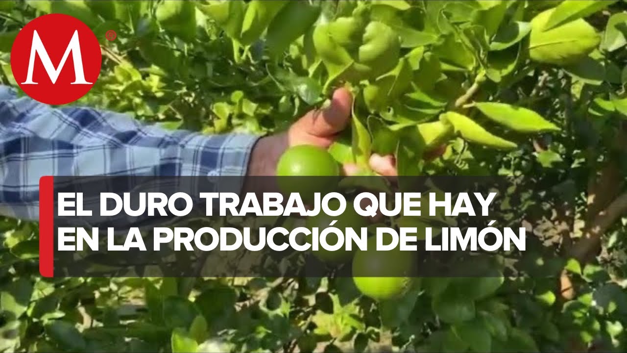 Agricultores de limón en Veracruz enfrentan crisis económica