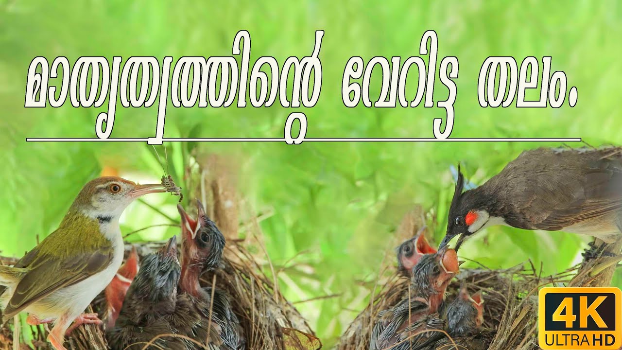 ബുൾബുളിന്റെ കുഞ്ഞിനെ പോറ്റുന്ന തുന്നാരൻ | Interspecific Feeding | Brood parasitism | Allofeeding.