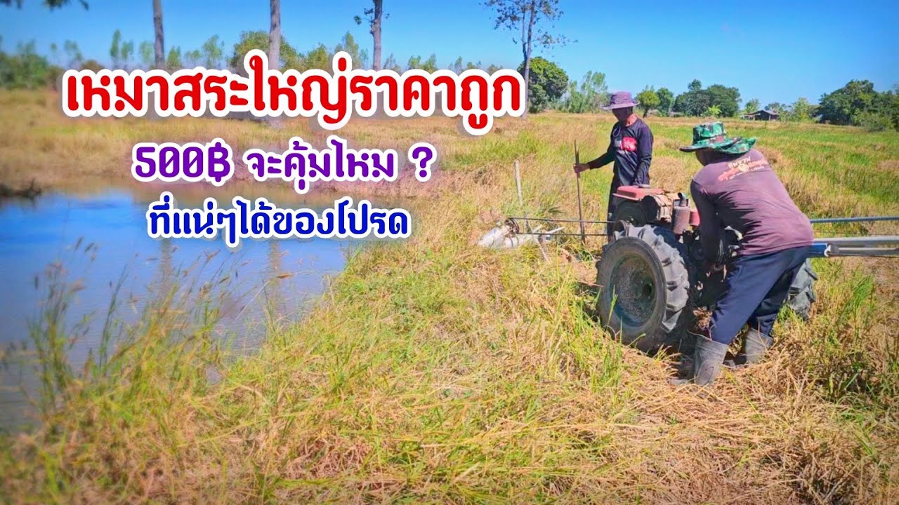 เหมาสระใหญ่ขนาดนี้ราคา 500฿ ไม่ธรรมดามีของโปรดซ่อนตัวใต้ขอนไม้ตัวเหลืองอร่าม