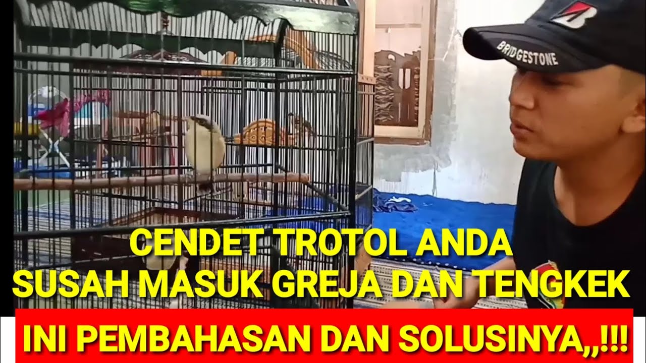 CARA MEMILIH ANAKAN CENDET YANG MUDAH BUNYI GEREJA DAN TENGKEK,