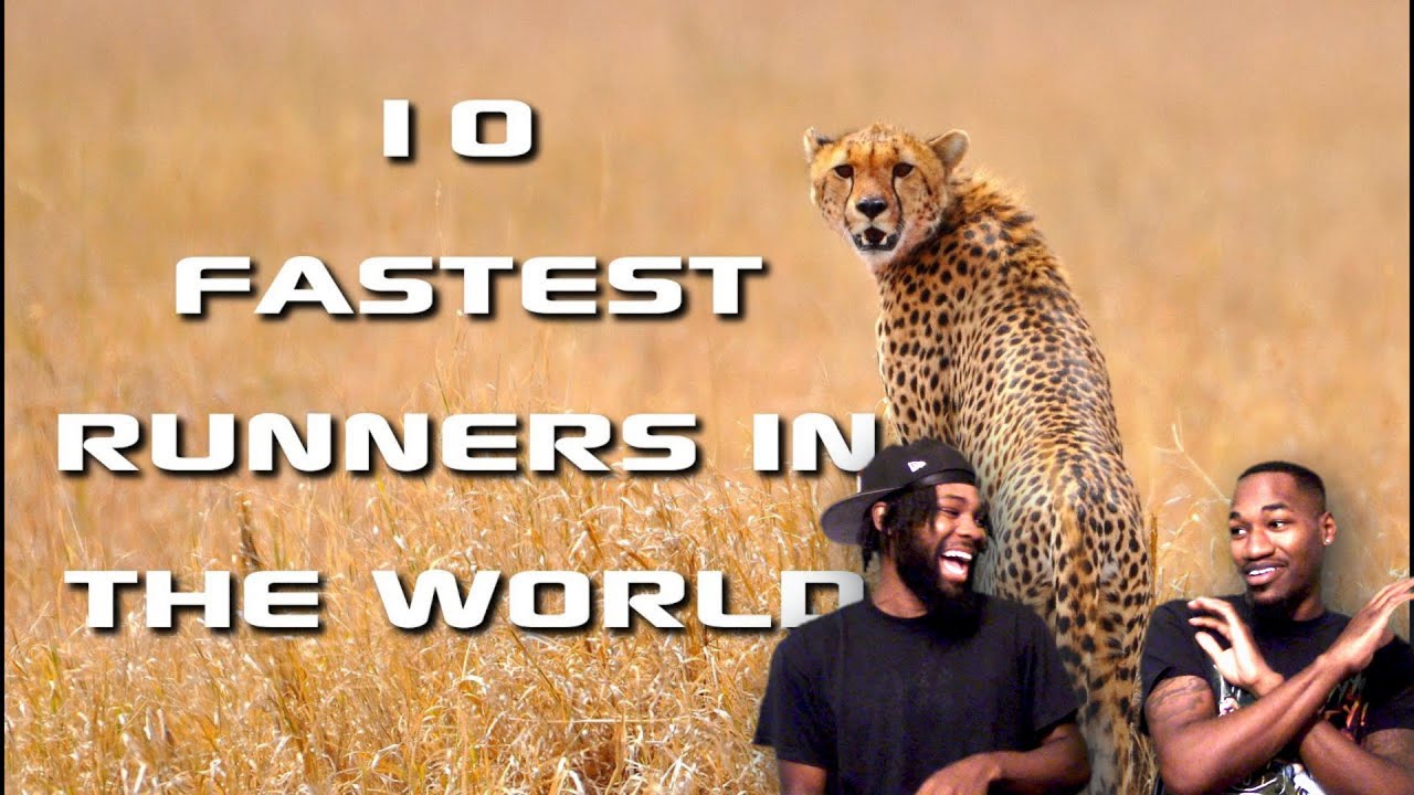 Top 10 Fastest Animals in the World: Fastest Runners in the Animal Kingdom - FreeSchool. Reaction