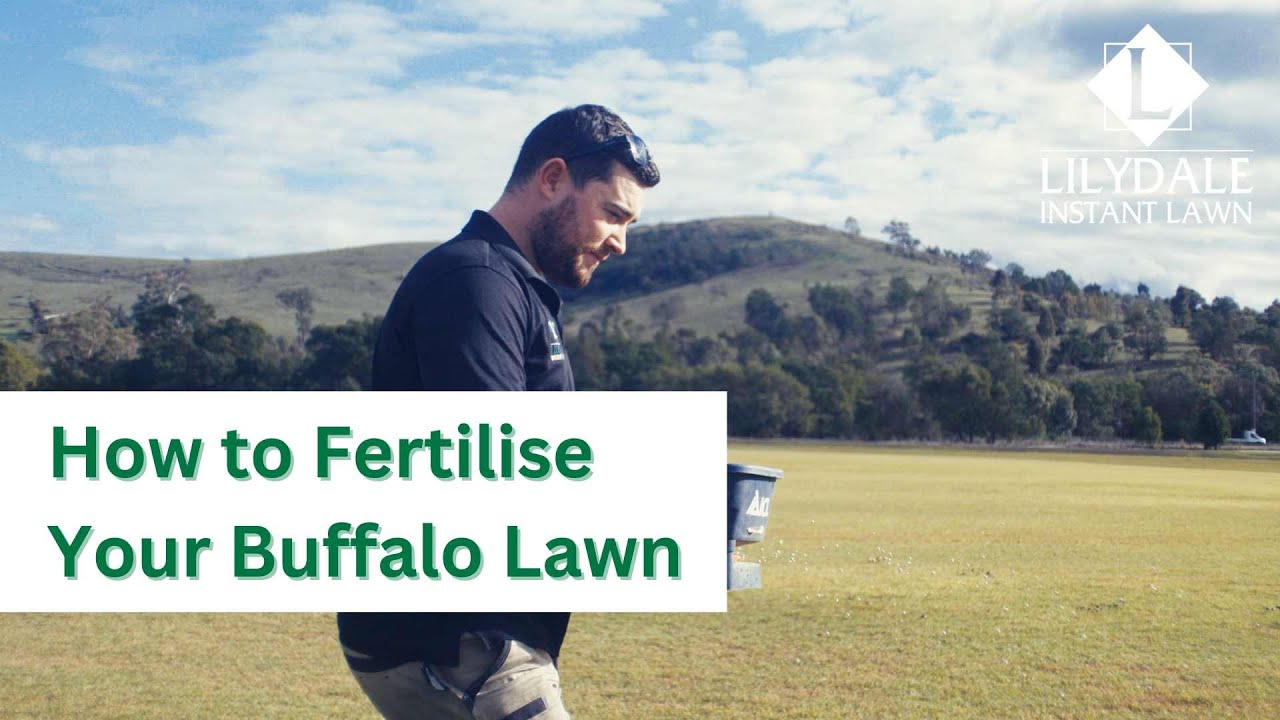 How to Fertilise Sir Walter Buffalo Grass for a Greener Lawn