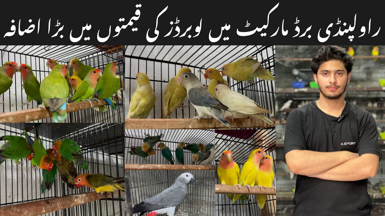 College road birds market Rawalpindi || Lovebirds ki new prices. 