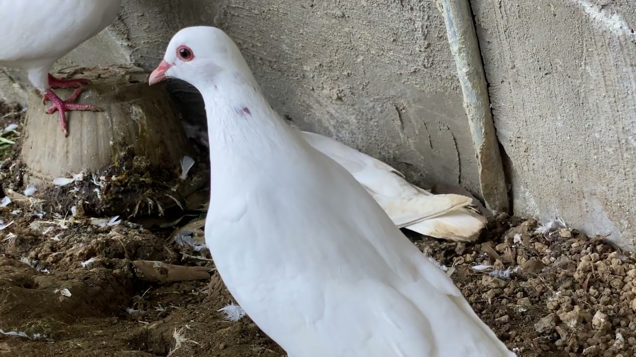 The behavior of a white female pigeons while incubating eggs
