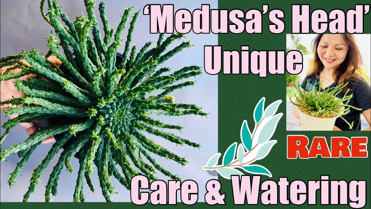 How to care for Medusa's Head | Unique and Rare | Euphorbia Flanaganii | Succulents by Vonny