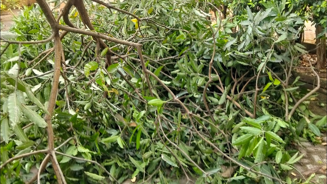 See how to cut a mango 🥭 tree manually here in Nigeria 