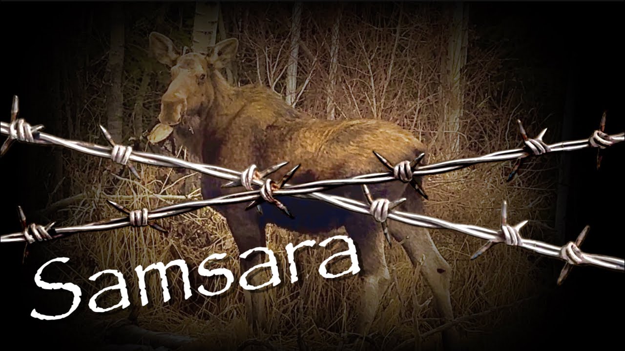 A Moose Caught in Samsara