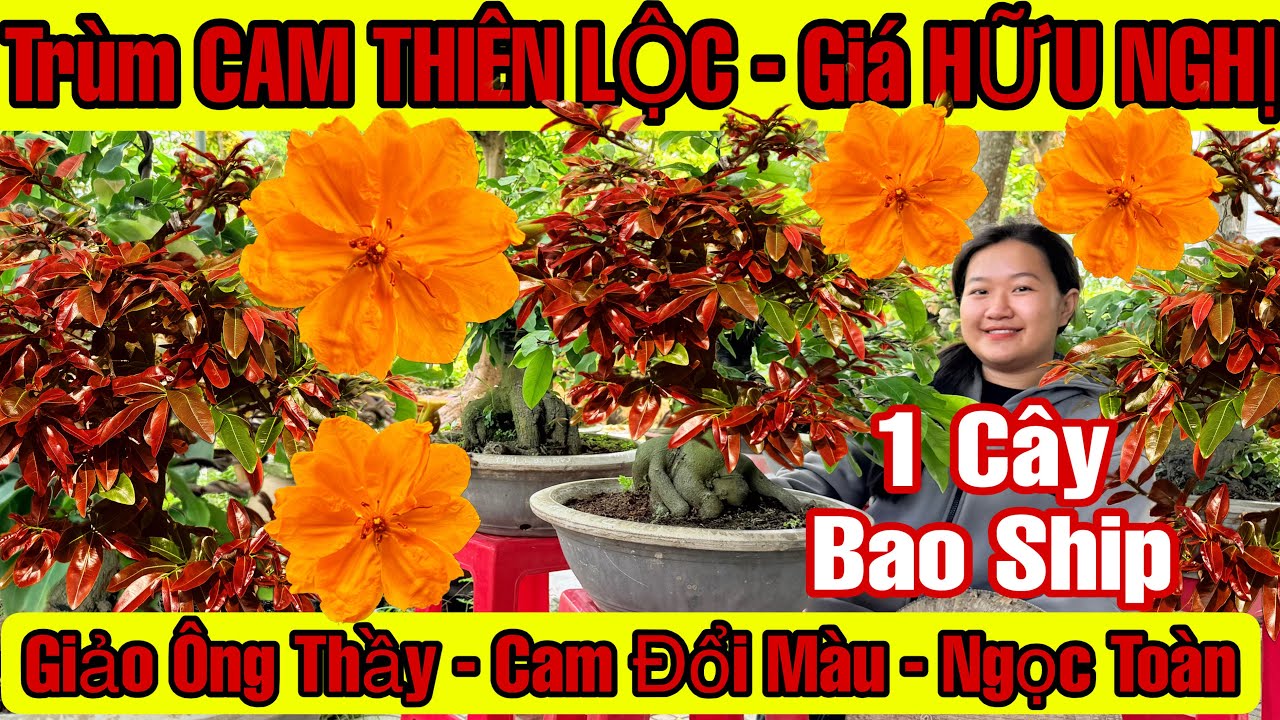 14/3☎️0378173426☎️🌲Mai Vàng Giá Rẻ🌲Giảo Ông Thầy-Cam Thiên Lộc-Cam Thiên Lộc-Nhị Ngọc Toàn…🌲