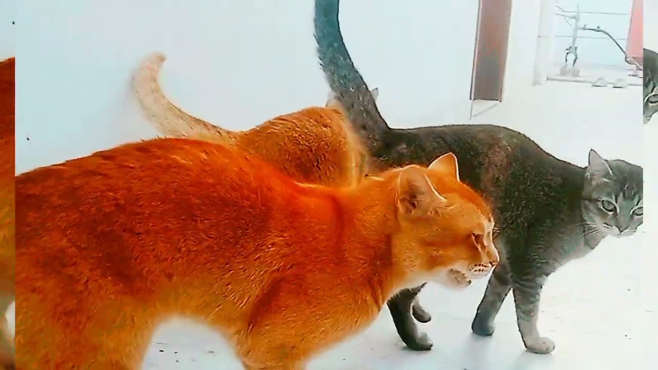 Four Hungry Cats Meowing Loudly|Diccoury Animal| Cats lover