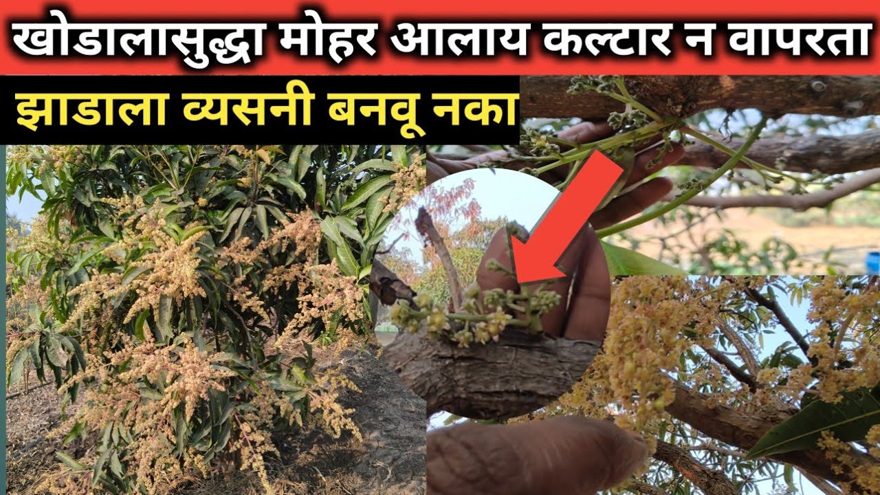 शून्य मेहनत आंबा बाग कल्टार न वापरता खोडाला मोहर आलाय 