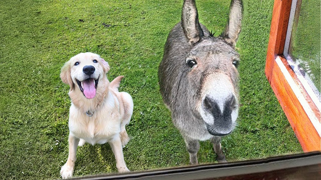 When Your Dog Comes Home SO Proud of His New Best Friend 🐕Funny Dog Videos!