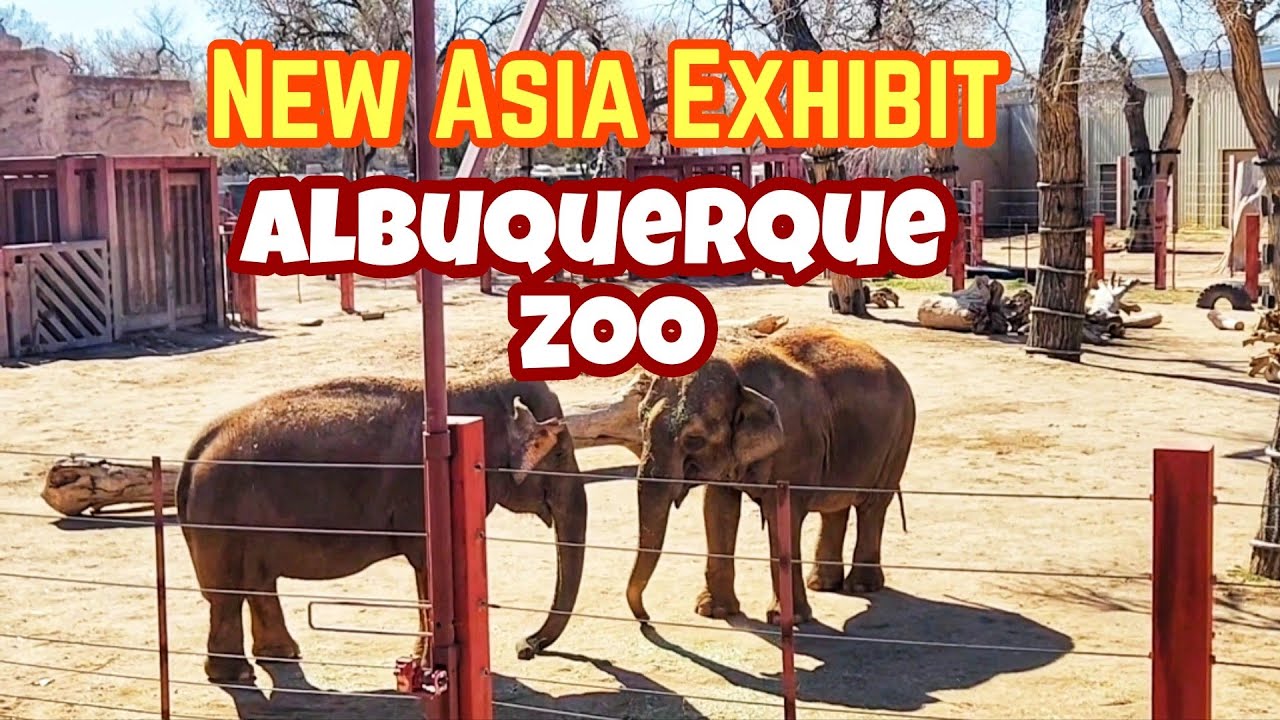 A Tour of the Zoo at Albuquerque Biopark | New Asia Exhibit | Baby Gorilla