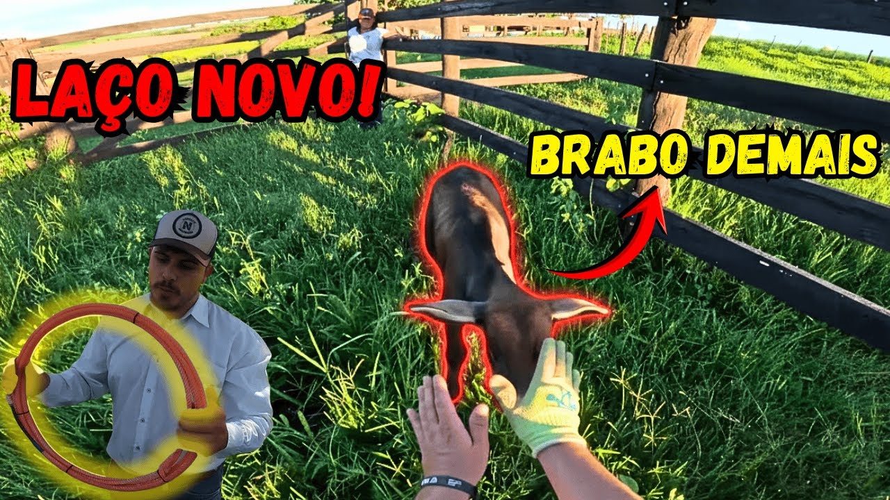 Testando o Laço da Tomahawk — Bezerro Mais Bravo do Mundo 😱 [Prova de Lida]