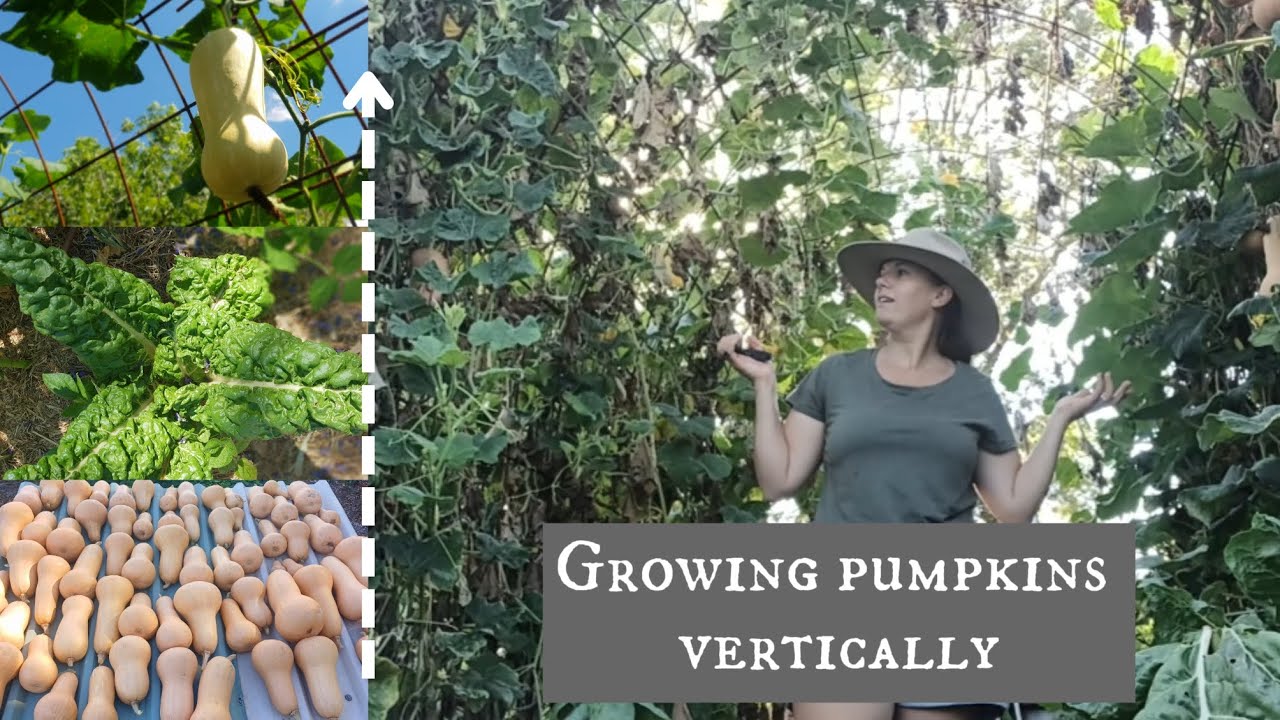 Growing pumpkins vertically on an archway trellis. Plus, check out this huge variety of silverbeet!