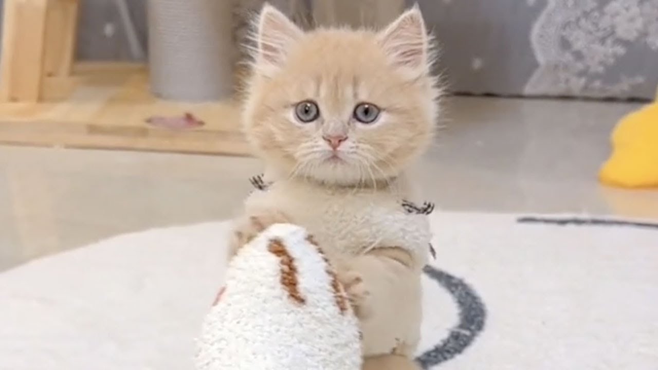 【小奶貓成長記】友友們馬上跨年了，對著搖腳小貓許個願吧~