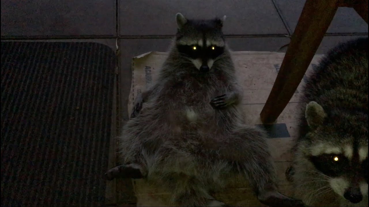 Emmett Raccoon - Part 7 | Memory Lane`