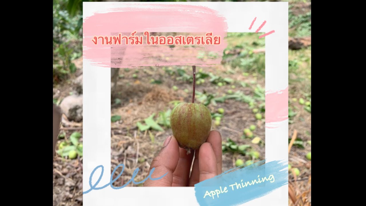 ประสบการณ์ งานฟาร์มในออสเตรเลีย Ep.1 : Apple Thinning แทสมาเนีย {MP:3}