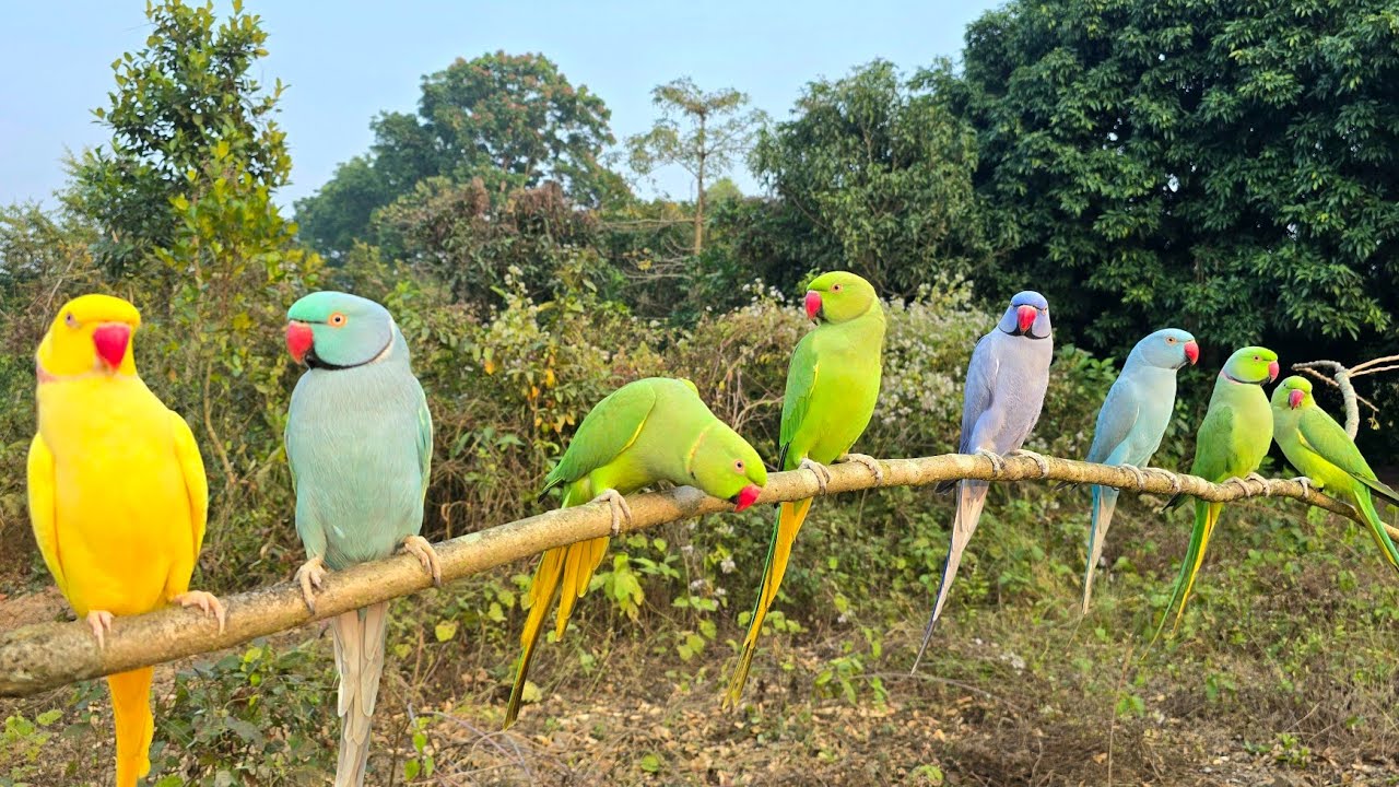 Funny Talking Ringneck Parrot