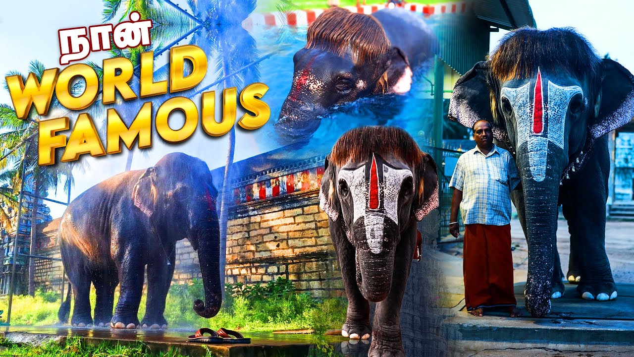 காண்போர் மனதை கொள்ளை கொள்ளும் Bob Cut Sengamalam | Mannargudi Temple Elephant Story | IBC Bhakthi