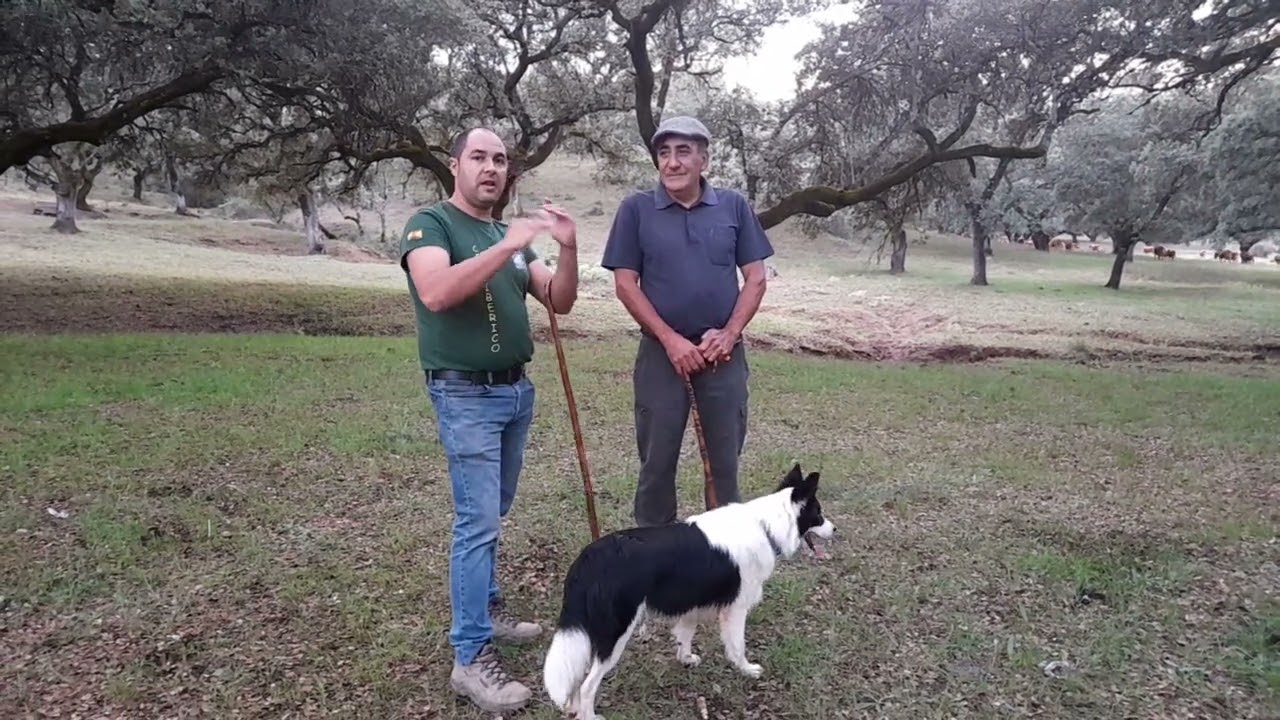 L.M  🐕 pastoreo🐕  con Boni Moreno , Juan  el  Camara ,Venus y Pelusa ALMADEN DE LA PLATA .Sevilla🇪🇸🌾