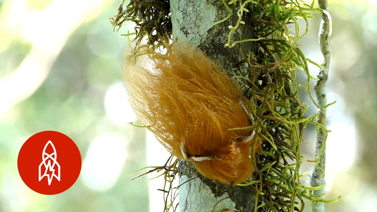 The Caterpillar That Looks Like Donald Trump's Hair