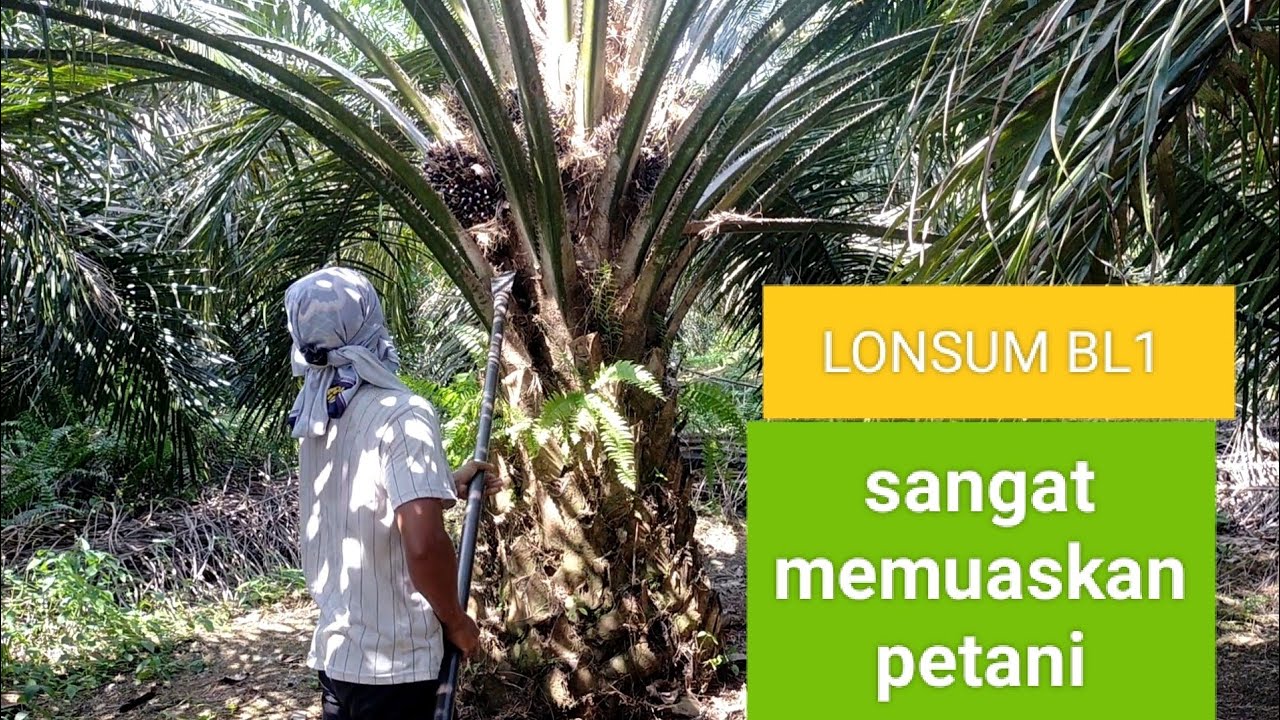 LONSUM BL1 usia 6 tahun