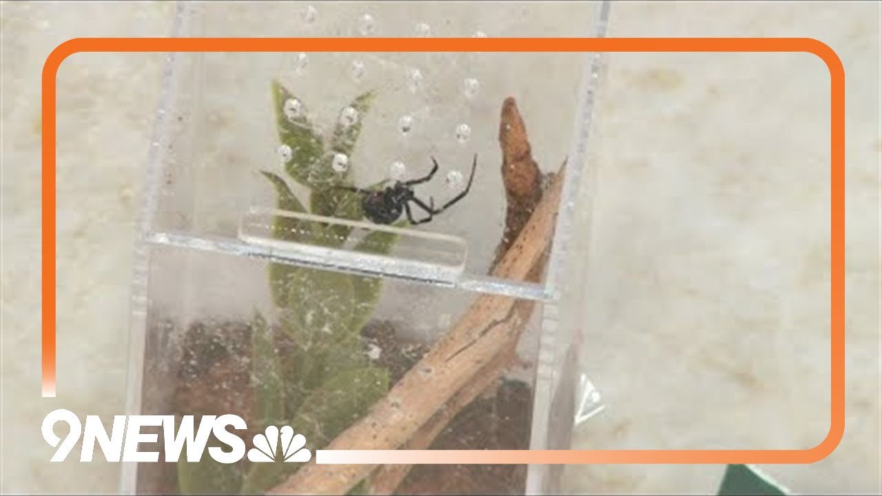 Romance is Wild: Love takes flight at the Butterfly Pavilion