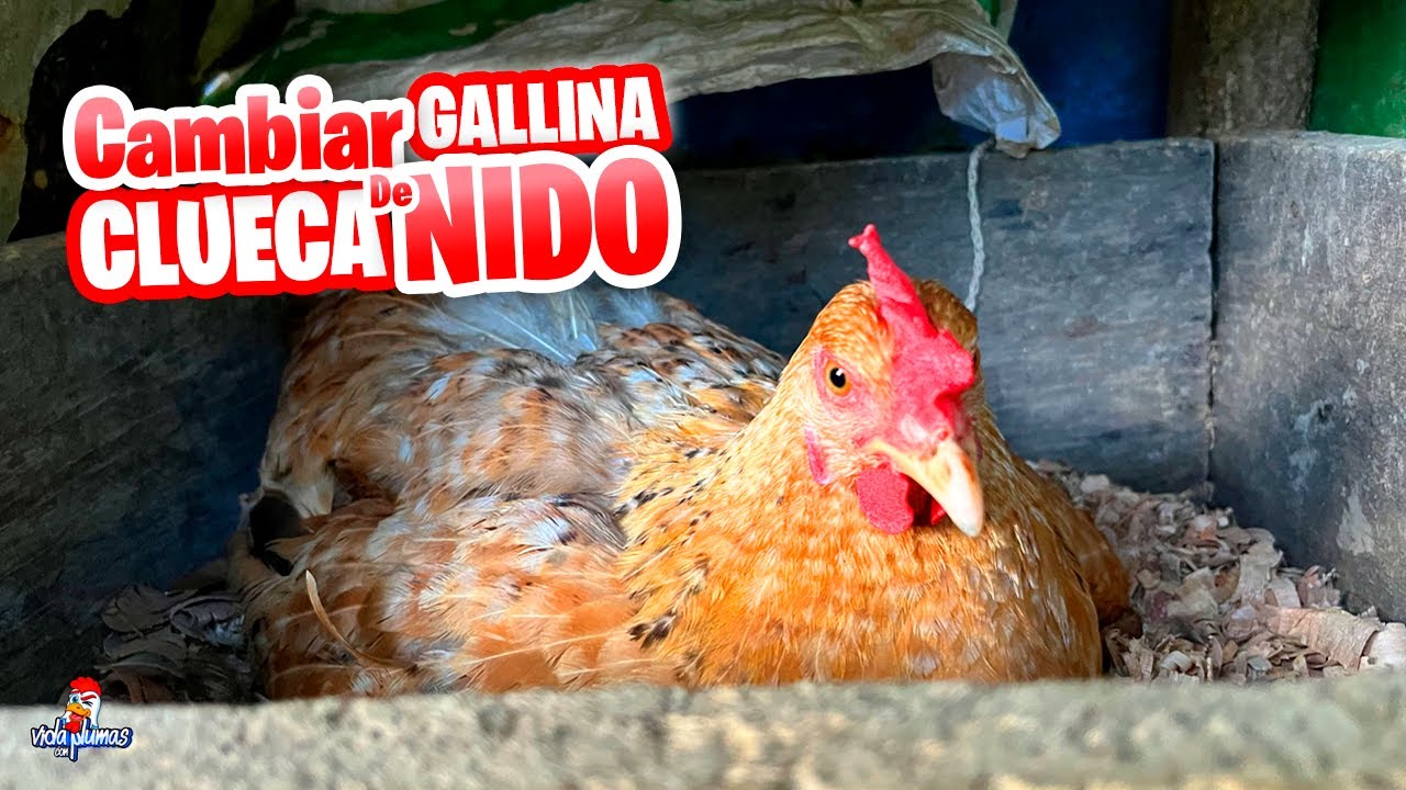 Cómo Cambiar de Nido a una Gallina Clueca? FÁCIL Y RÁPIDO