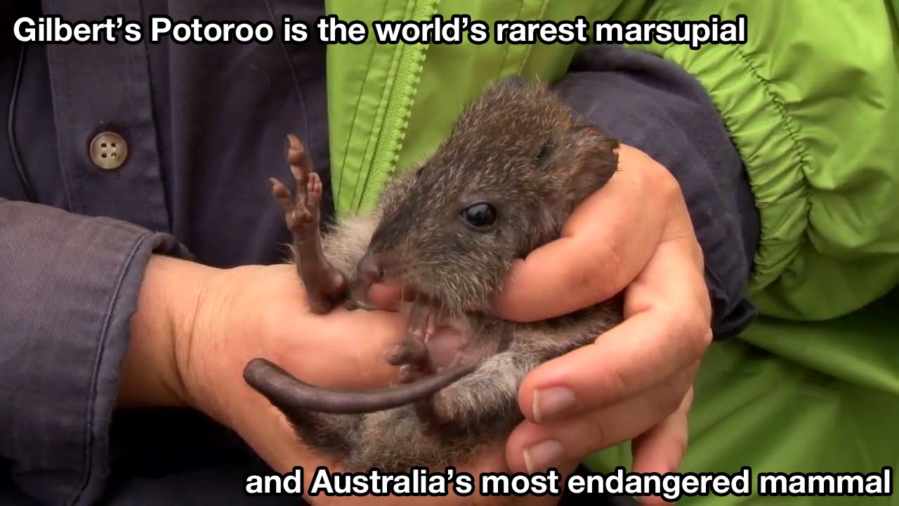 Microchipping Gilbert's Potoroo