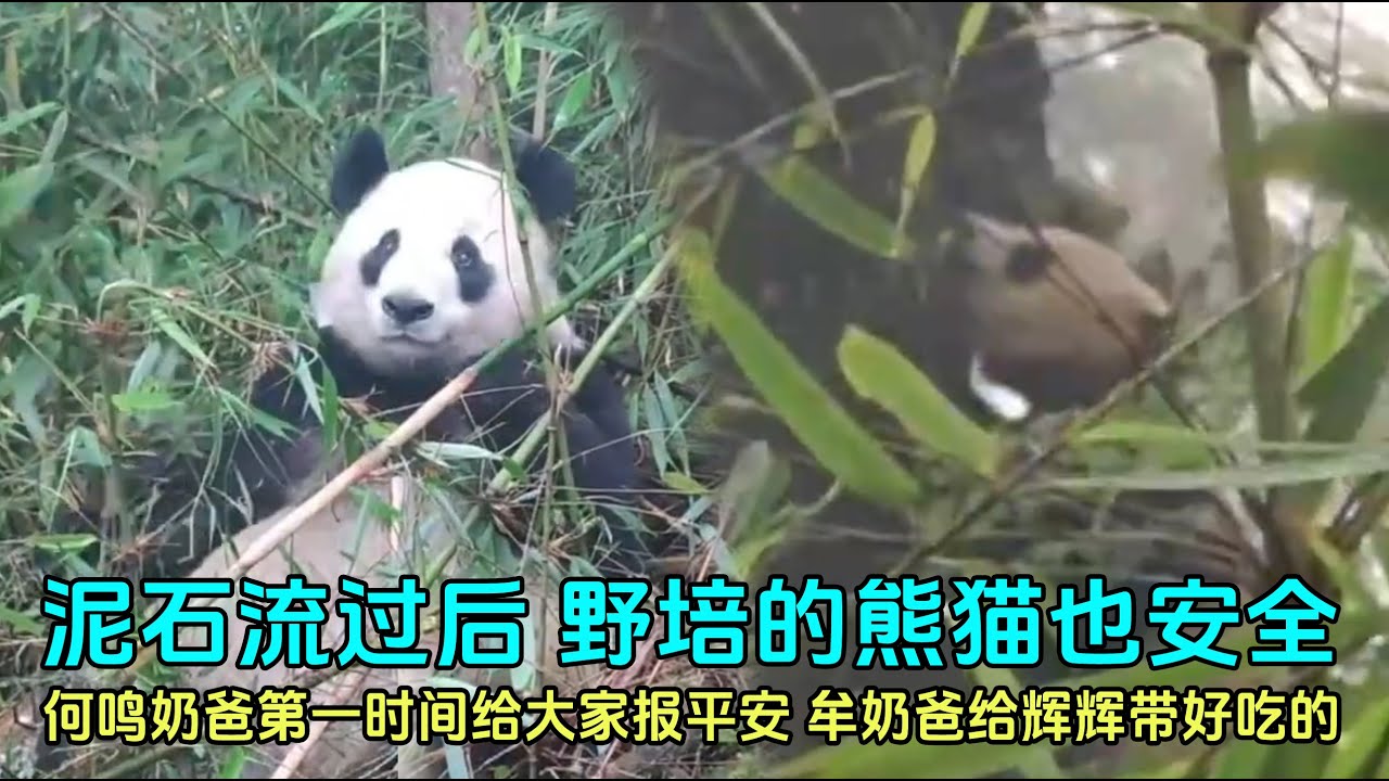 卧龙神树坪基地泥石流过后，参加野培的大熊猫宝宝也都平安无事#panda #푸바오 #zoo #fubao #大熊猫 #大熊猫野培