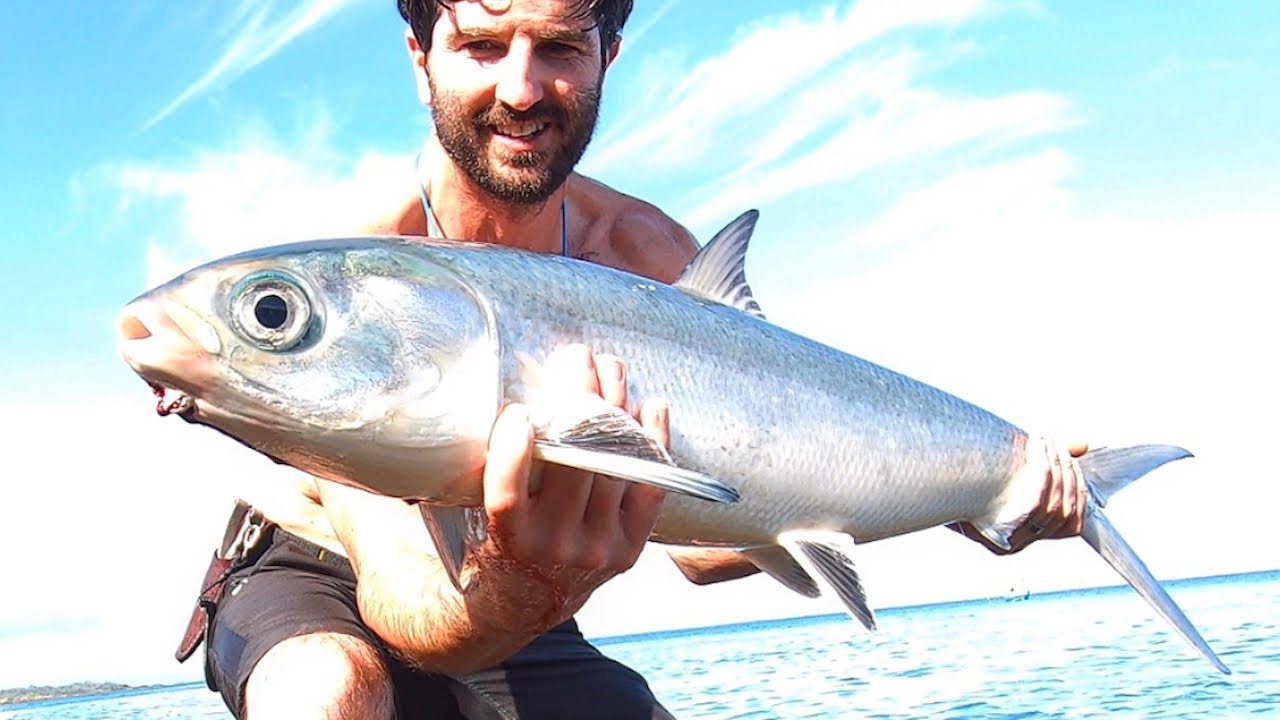 GIANT MILKFISH From The Rocks in Costa Rica!