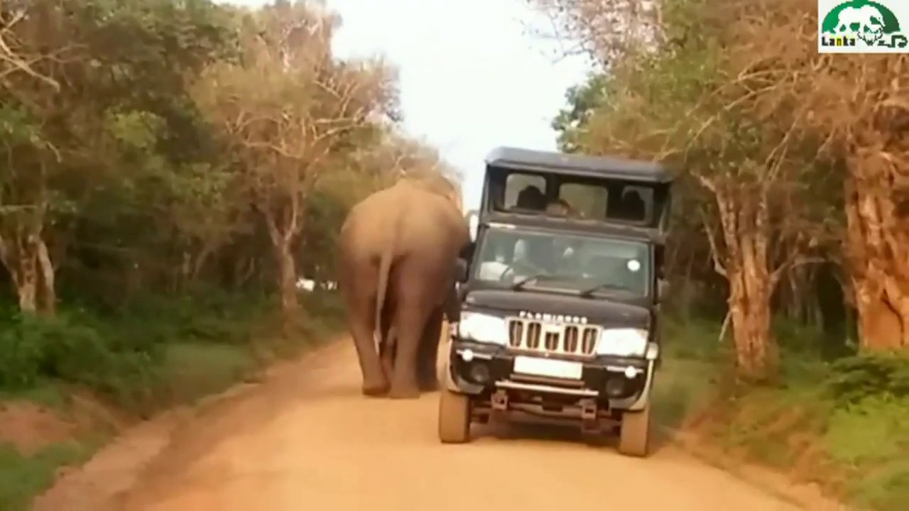 elephant attack to Safari vehicle at yala national park Sri lanka