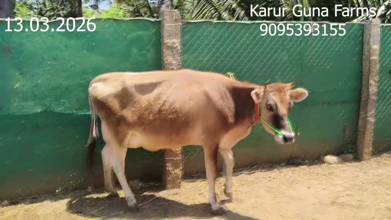 விற்பனைக்கு இரண்டு HF கிடாரி மற்றும் ஜெர்சி கிடாரி இன்றைய பதிவு.