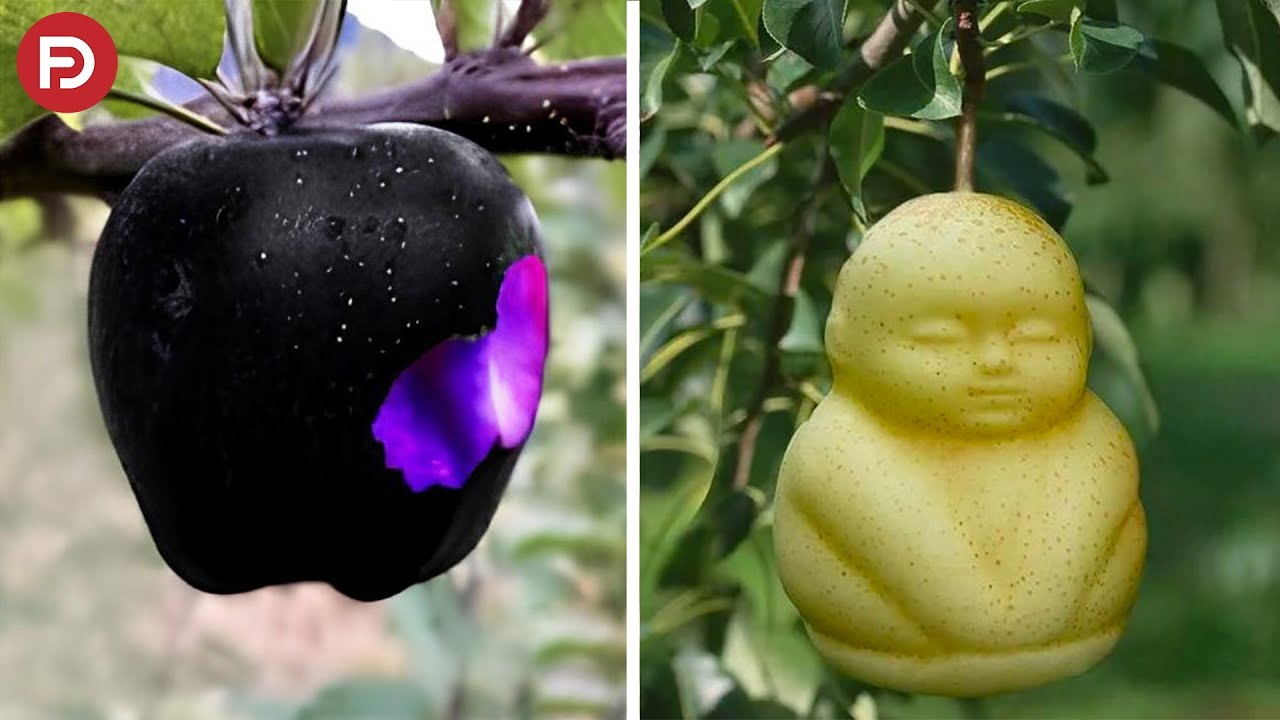 Buah Ini Seharga Ratusan Juta. Inilah 12 Buah Termahal dan Langka di Dunia