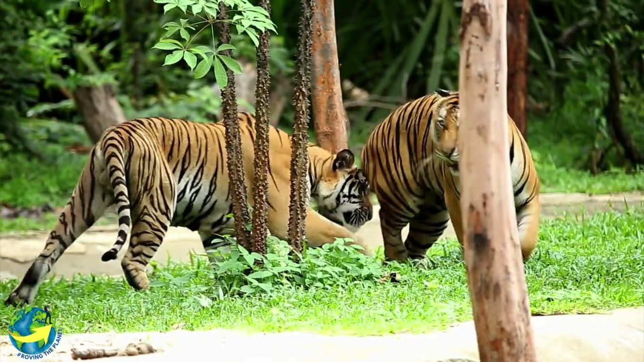 Roaring with Laughter: Hilarious and Mind-Blowing Tiger Facts! #tiger #preditor  #fyp #animals