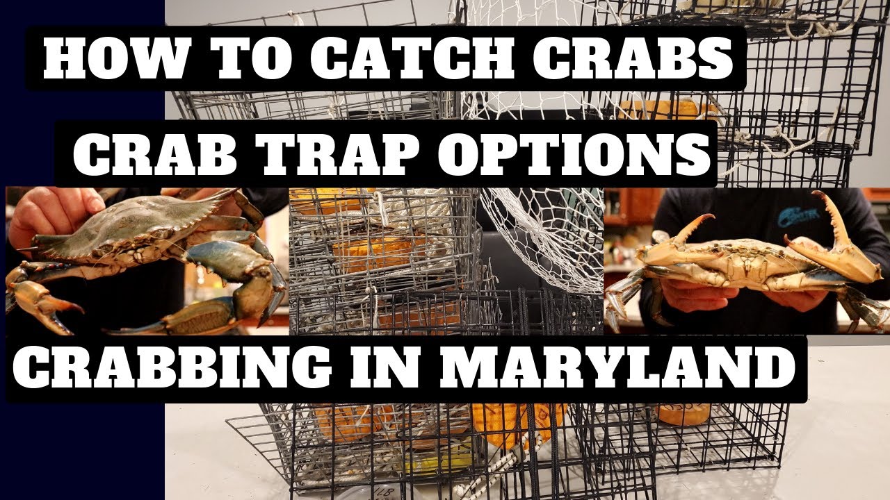 Crabbing In Maryland - Best Crab Trap Options