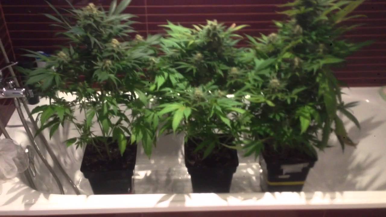 lavado de ra&iacute;ces cannabis.