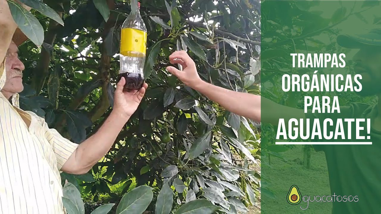 TRAMPAS cromáticas para insectos qué CAPTURAN Y cómo HACERLAS PASO A PASO 2020 😨🥑🥑🥑