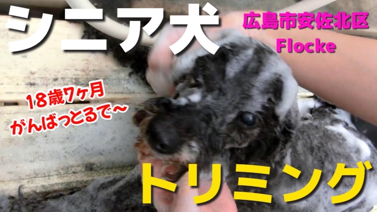 【シニア犬 トリミング】シニア犬のミッキーのトリミングを公開 ＃トイプードル18歳 ＃黒トイプードル ＃アフロカット