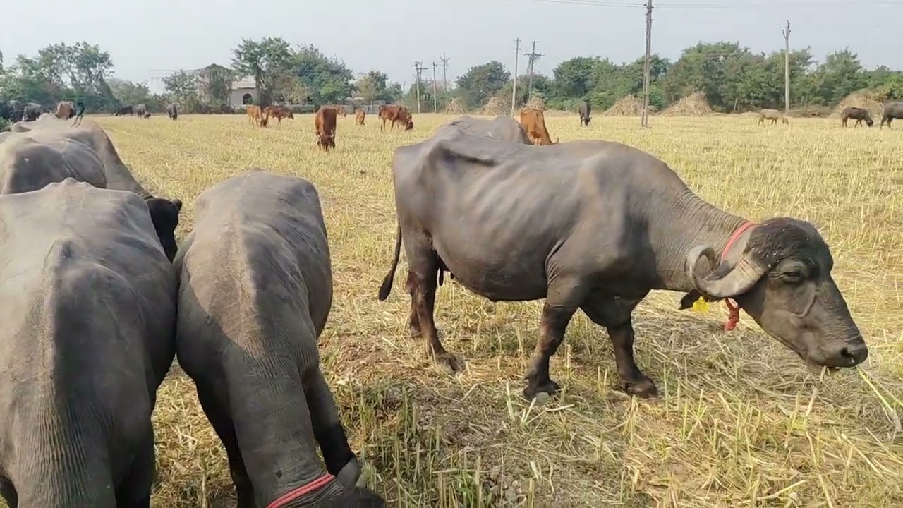 જાર 