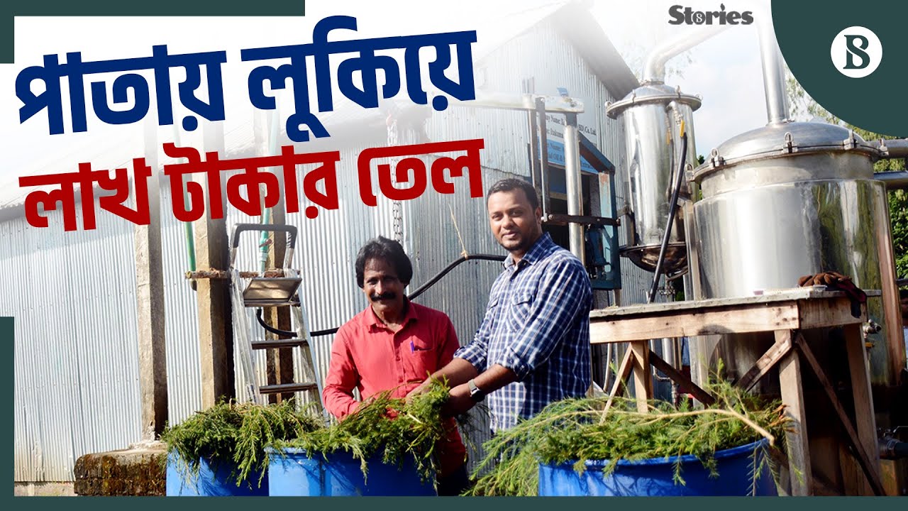 রংপুরে টি ট্রি তেলের সম্ভাবনার গল্প | Tea Tree Oil | Business Idea | The Business Standard