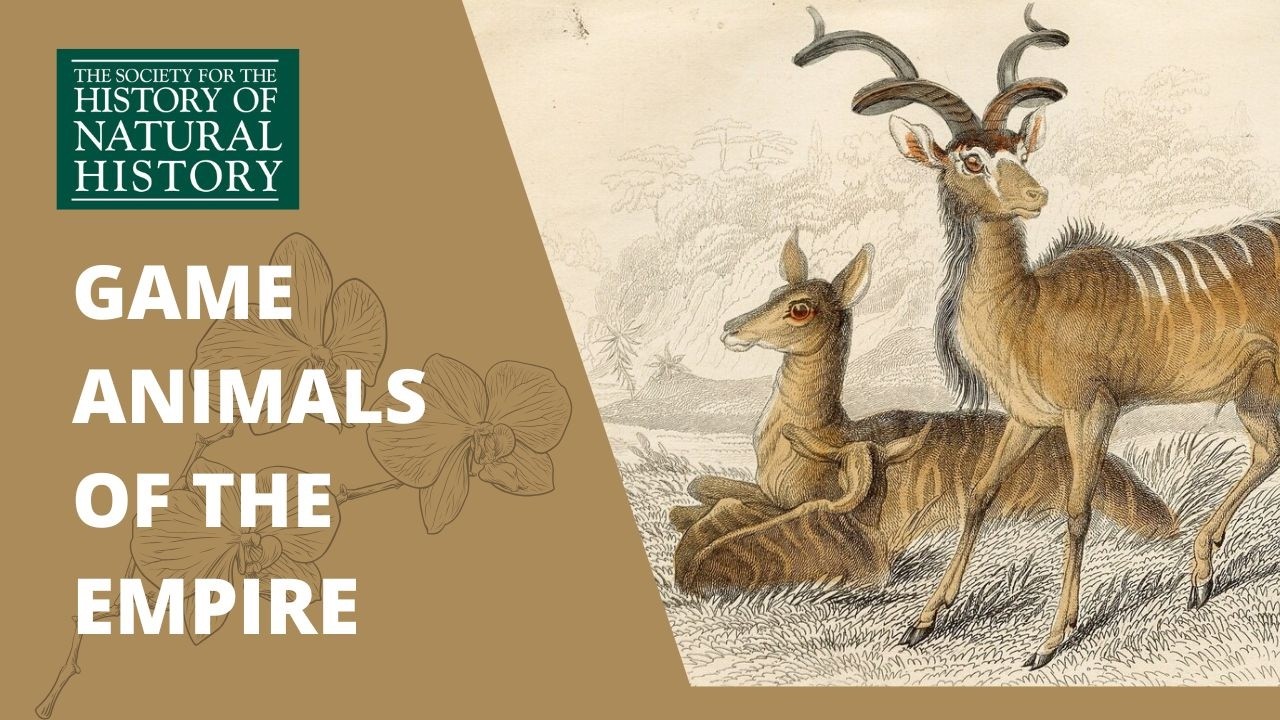Natural history exhibitions as conservation capital: the making of East African game reserves