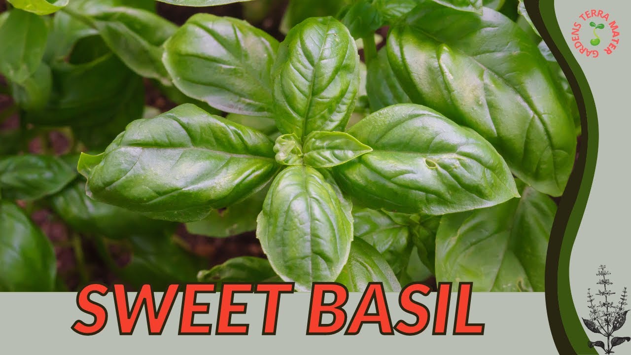 SWEET BASIL Information and Growing Tips! (Ocimum basilicum)