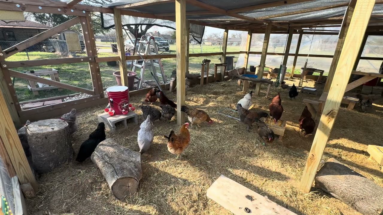 Peaceful time in the chicken run
